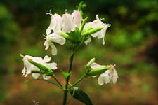 Soapwaort flowers have five white to pinkish or red showy petals, each notched and refluxed, about an inch in diameter and are borne in large clusters in the axils of leaves and at the tip of the stems.