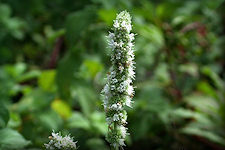 Searmint herb has erect, square stems up to about 2 feet high. The leaves are short-stalked, lance-shaped, wrinkled, and bright green, with finely serrate edges. The small flowers are arranged in whorls or rings on spikes in the axils of the upper leaves, pinkish or lilac in color.