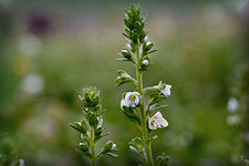 Speedwell flowers range from whitish blue with blue streaks to violet. They are small, crowded on spike-like racemes from axils of leaves, often from alternate axils.