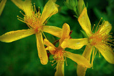 st. John's Wort herb flowering -the cymes of yellow flowers, grow atop each stem. The five petals are dotted with black along the margins, the center or ovary is surround by many stamens, causing it to appear furry,