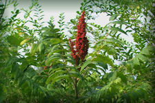 Sumac Picture - shrub or small tree from 6 to 15 feet high, with large pinnate leaves, each leaflet is lanceolate, serrate and green on top whitish beneath. In the fall the leaves turn a bright red. Flowers bloom in June and July they are in dense panicles of greenish-red small five petaled flowers. The edible fruit is a large erect cluster of small bright red berries.