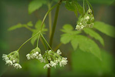 Sweet Cicely plant picture -Branched stem from 2 to 3 feet high, it is reddish and smooth with many lacey light green, leaves and white flowers in an umbelliferae atop the stem. 