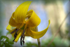 Trout lily wildflower picture, Two or three leaf blades grow from the base and are about 3 inches tall, oblong, smooth, dark green, with purplish mottling, and about 1 inch wide. The slender stem is 3 to 4 inches long and leafless. The flowers of Trout Lily can be bright white or creamy colored to bright yellow it is about 3 inches across, lily-like and drupes with the six petals folded upwards.