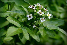 Watercress plant picture. Watercress is found growing in open running watercourses or near cool shallow springs, spring holes, spring fed stream margins, and brooks