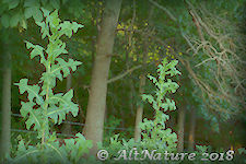  The usually tall Wild Lettuce plant is easily identified by the dandelion like leaves that usually clasp the stem, the prickles on the mid vein of the leaves (in most species), and the milky sap that exudes from the stems, flowers and leaves. 