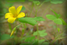Yellow wood sorrel - dainty yellow flower with five petals and shamrock shaped leaves