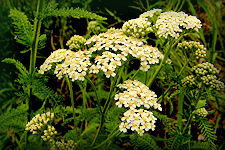 Yarrow herb grows from 10 to 20 inches high, a single stem, fibrous and rough, the leaves alternate, 3 to 4 inches long and 1 inch broad, larger and rosette at the base, clasping the stem, bipinnatifid, the segments very finely cut, fern-like, dark-green, giving the leaves a feathery appearance. The flowers are several bunches of flat-topped panicles consisting of numerous small, white flower heads.
