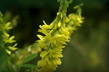 Melilots, or Sweet Clovers, are tall members of the clover family with white or yellow flower spikes and alternate trifolate leaves