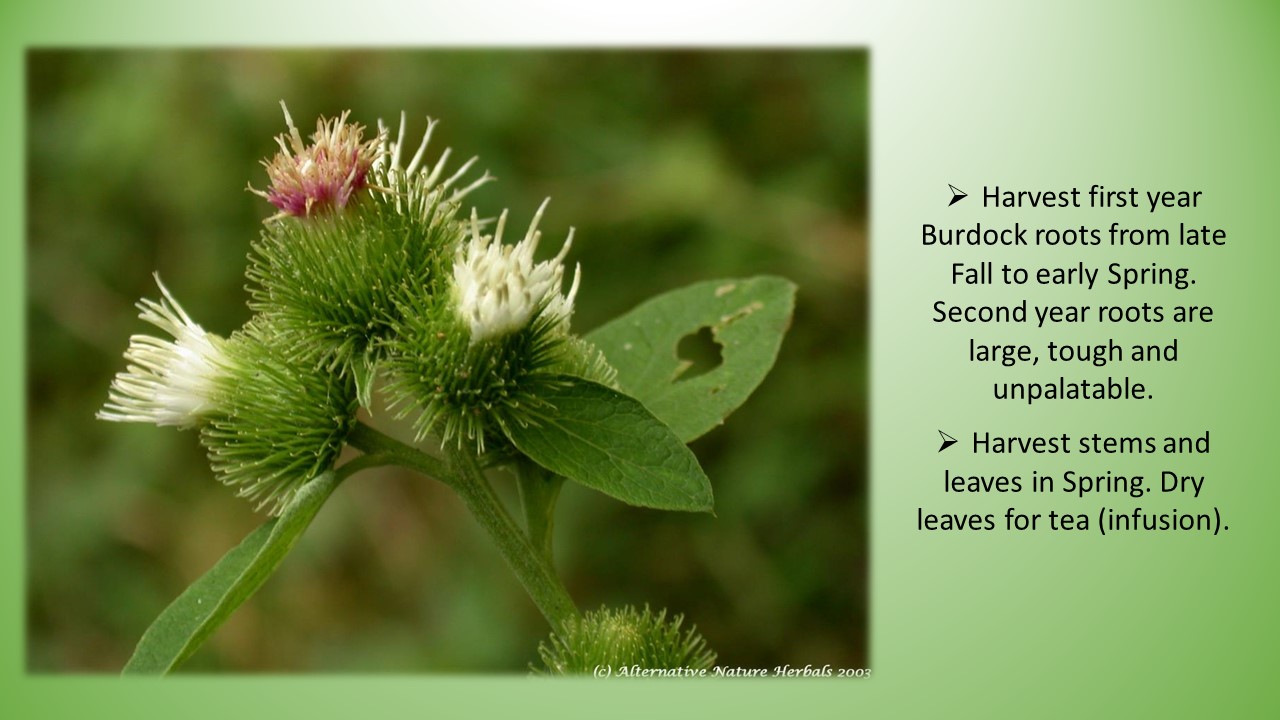 Printable picture slide of burdock with words saying Harvest first year Burdock roots from late Fall to early Spring. Second year roots are large, tough and unpalatable. 
Harvest stems and leaves in Spring. Dry leaves for tea (infusion).