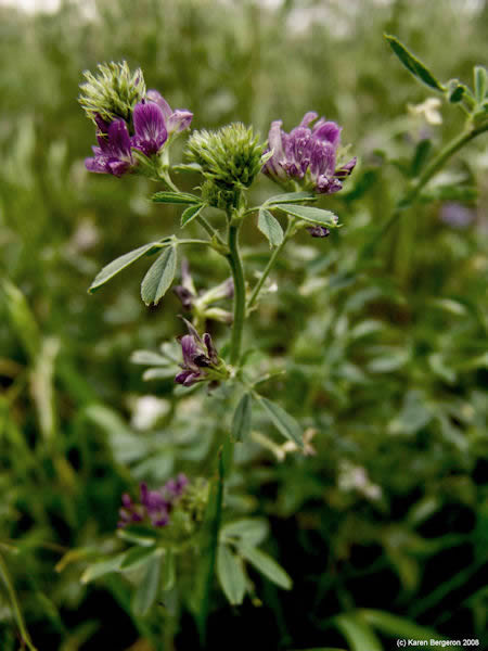 alfalfa medicago sativa herb picture bloom