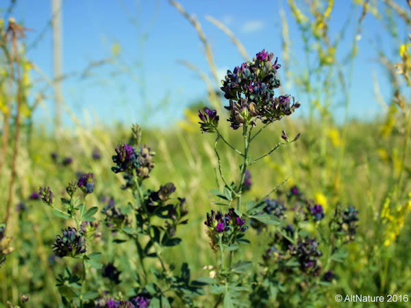 Alfalfa herb growing in field