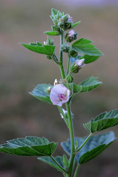 Althea Flower, Marshmallow herb plant