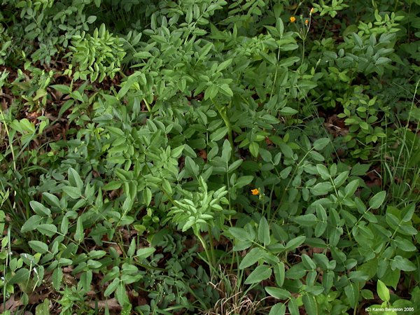 Angelica venenosa leaves first year growth