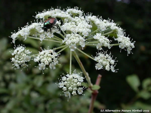 angelica flower picture