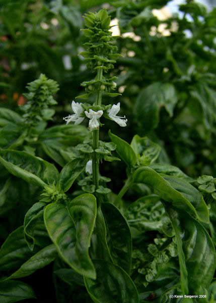 basil herb picture Ocimum basilicum