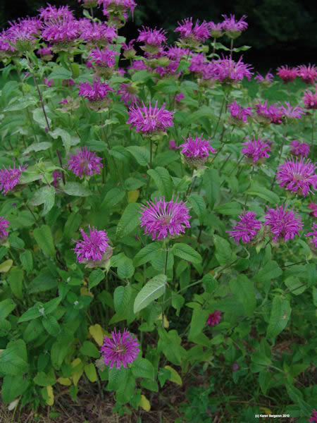 bee balm monarda media picture herb  flower
