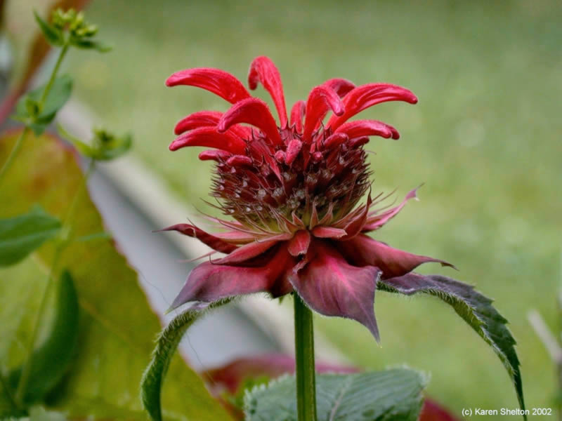 red bee balm oswego tea herb picture monard didyma