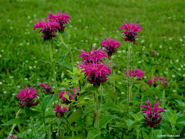 Maroon Bee Balm picture 2