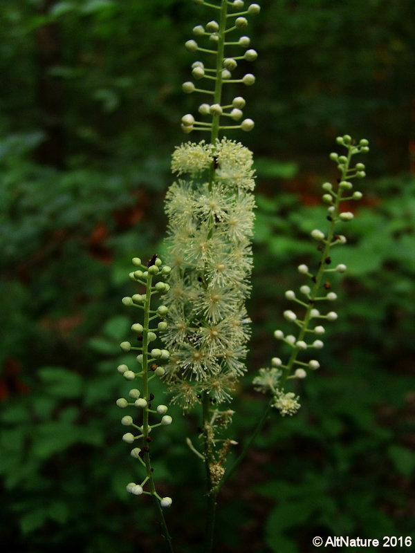 Black Cohosh Herb, White flower spike picture