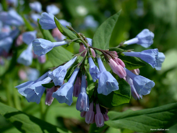 bluebells mertensia virginica flower picture