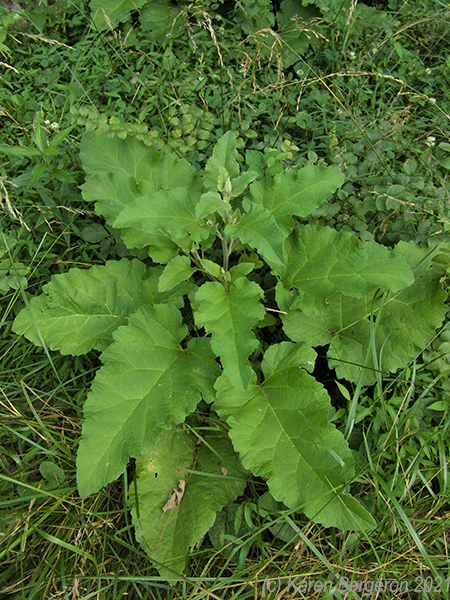 young Burdock plant picture, rosette of leaves on the ground resemble Rhubarb