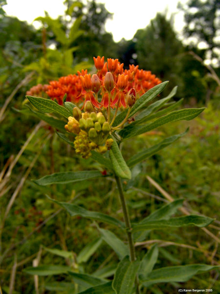 butterflyweed herb plant picture
