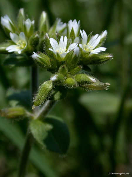 chickweed flowers picture white divided petals