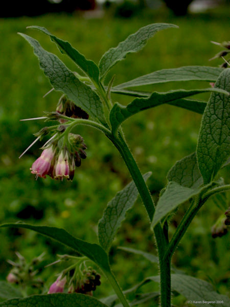 Comfrey Herb Flower Picture