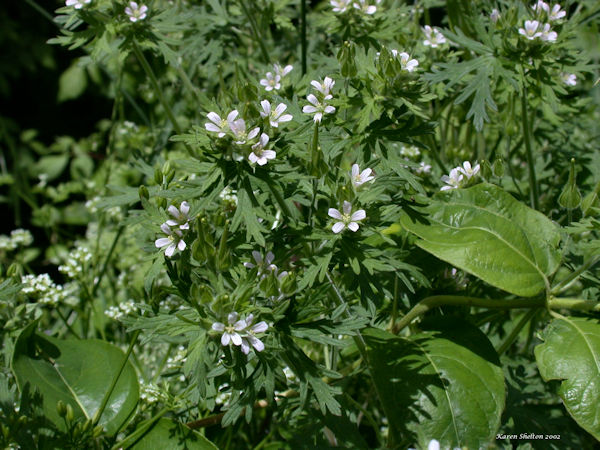 wild cranesbill small white flowers palmately divided leaves