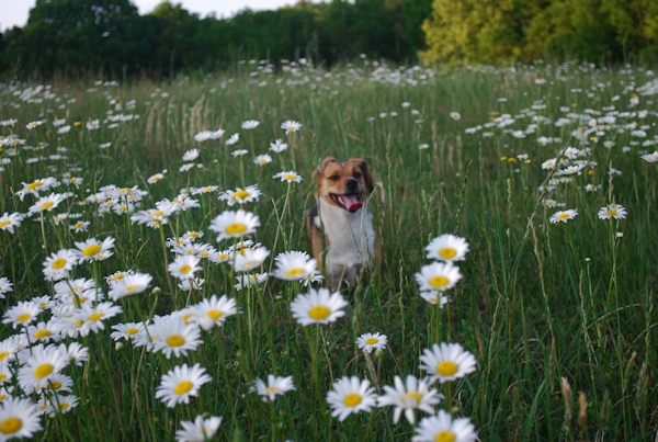 Dog running through field of daisies