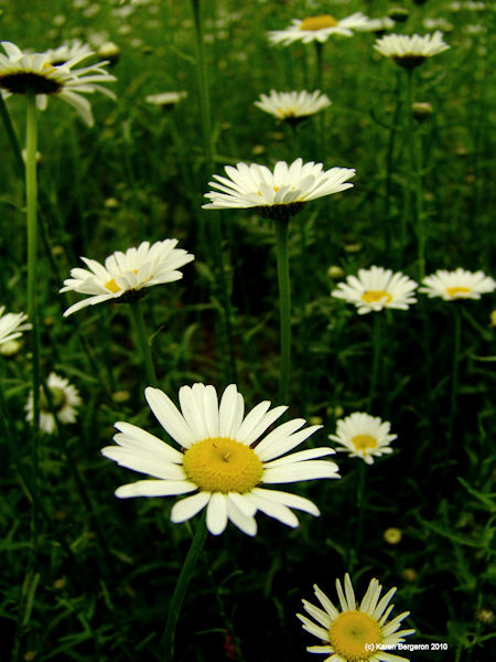 ox eye daisy flower Chrysanthemum leucanthemum plant picture