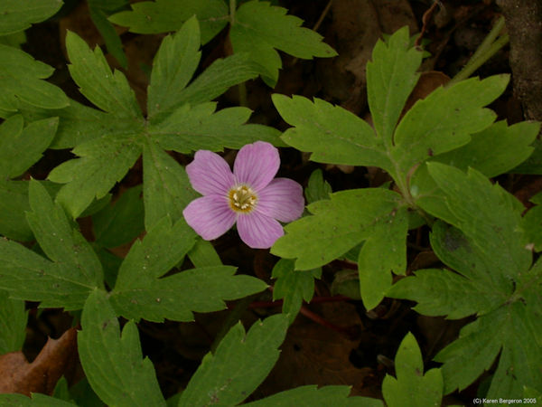 Closeup of Wild Geranium flower