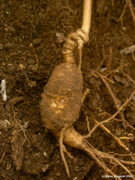 ginseng root picture