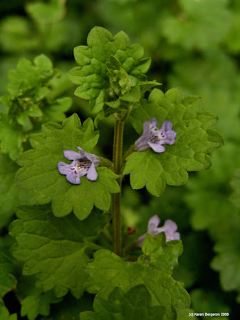 Ground Ivy, Creeping Charlie, small plant with scallop shaped leaves and spotted lavender color flowers