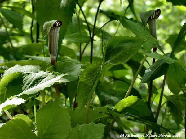 Jack in the Pulpit, Indian Turnip Arisaema triphyllumflower picture, three-parted leaves and flowers contained in a spadix that is covered by a hood 