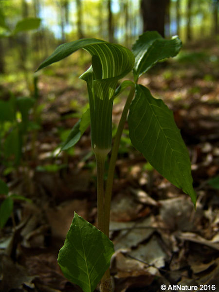 Jack in the Pulpit flower picture 2
