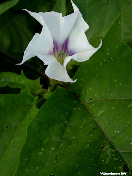 jimson weed Datura Stramonium flower picture