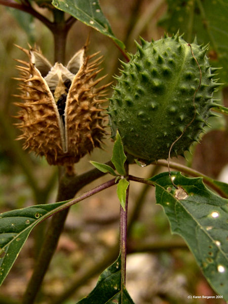 Jimson Weed Seed pods picture
