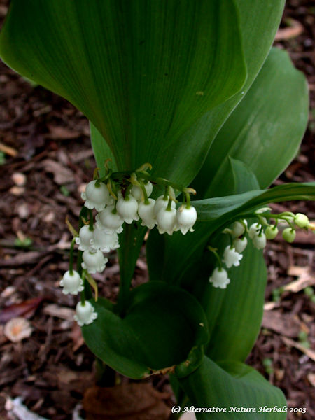 Lily of the Valley Convallaria majalis flower picture
