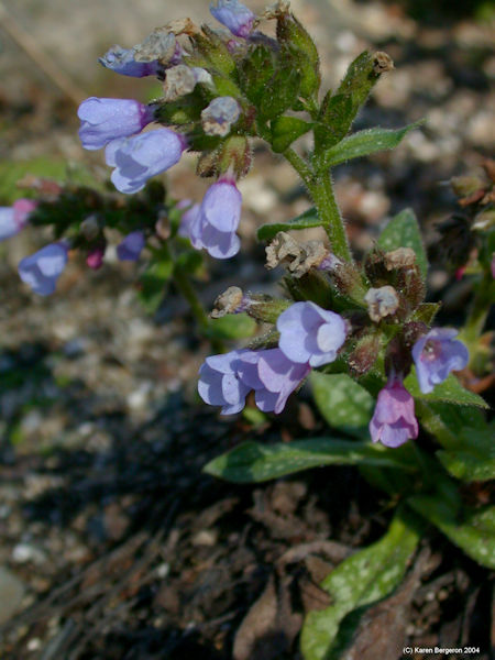 lungwort picture 2