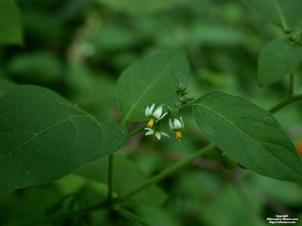 Black Nightshade Solanum nigrum poisonous plant picture