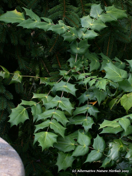 oregon grape Mahonia spp. medicinal plant picture