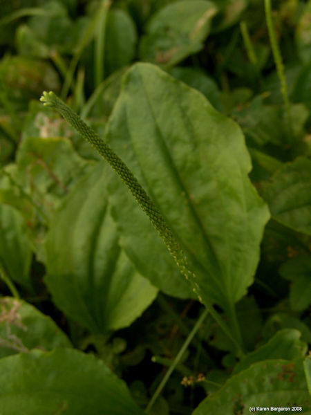 Close up plantain herb leaf and spike