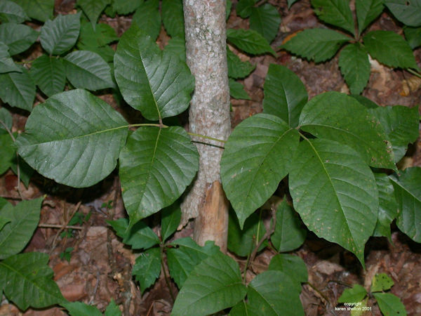 Poison Ivy picture Toxicodendron radicans 
