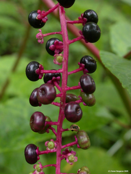 poke berries Phytolacca americana picture
