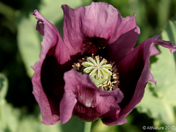 Opium Poppy flower close-up picture