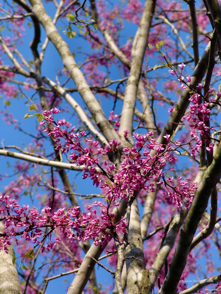 Blooming Redbud tree