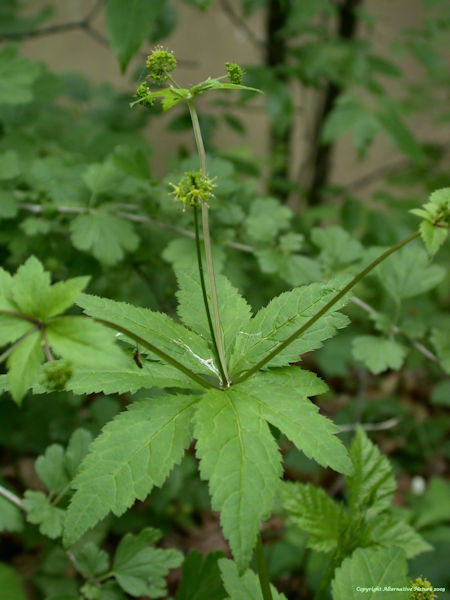 sanicle Sanicula gregana herb picture