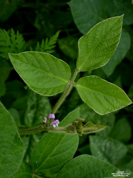 soy plant glycine spp. picture
