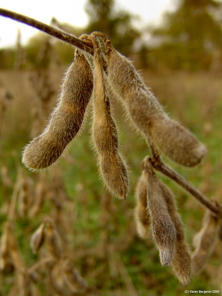 Soybeans growing in field